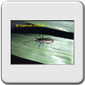 Agapanthia villosoviridescens