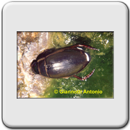 Dytiscidae - Dytiscus (circumflexus)