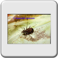 Acrida ungarica 
