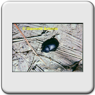 Dytiscus sp.