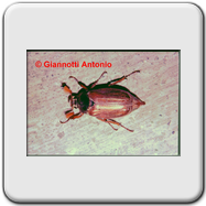 Melolonthidae - Melolontha melolontha
