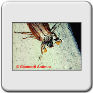 Melolonthidae - Melolontha melolontha