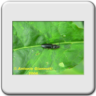 Elateridae - Melanotus crassicollis