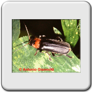 Cantharidae - Cantaris (fusca)