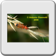 Cicindela litoralis