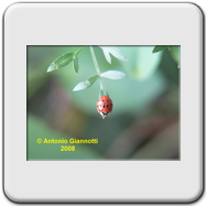 Harmonia axyridis