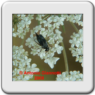 Trichodes apiarius