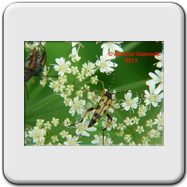 Cerambycidae - Cerambyx scopolii