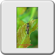 Cerambycidae - Aromia moschata