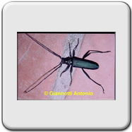 Cerambycidae - Chlorophorus varius