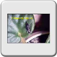 Cerambycidae - Dorcadion arenarium