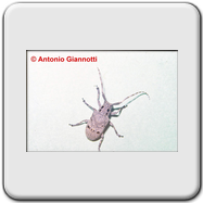 Cerambycidae - Agapanthia villosoviridescens