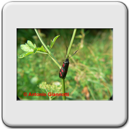 Zygaenidae - Zygaena punctum