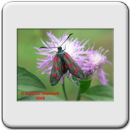 Zygaenidae - Zygaena filipendulae