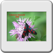 Zygaenidae - Zygaena transalpina