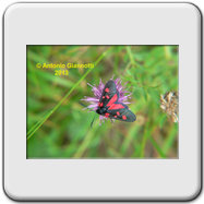 Zygaenidae - Zygaena punctum