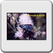 Tortricidae - Epiblema foenella