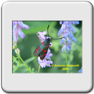 Tortricidae - Epiblema foenella