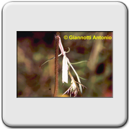 Crambidae - Crambus (perlellus)