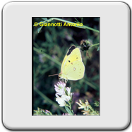 Pieridae - Colias (alfacariensis)