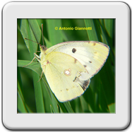 Pieridae - Colias crocea (f)