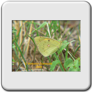 Pieridae - Colias croceus (f)