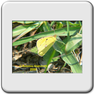 Pieridae - Colias sp. (m)