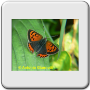 Lycaenidae - Lycaena phaleas (m)