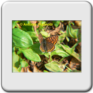 Lycaenidae - Lycaena tityrus (f)