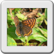 Lycaenidae - Lycaena tityrus (f)