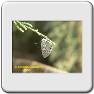 Lycaenidae - Leptotes pirithous