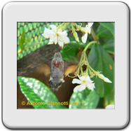 Saturniidae - Saturnia pavonia