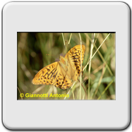 Argynnis paphia 