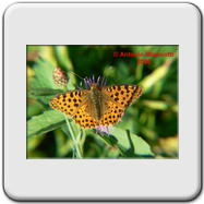 Melitaea athalia