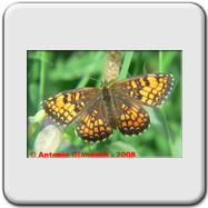 Melitaea athalia