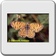 Melitaea athalia