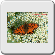 Melitaea didyma 