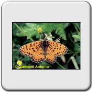 Melitaea didyma 