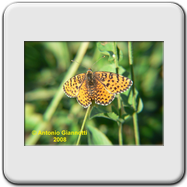 Melitaea didyma (f)