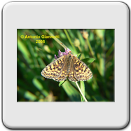 Melitaea Phoebe