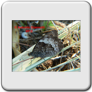 SILFIDE - Ablattaria leavigata