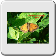 Coenonympha pamphilus 