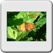 Coenonympha pamphilus 