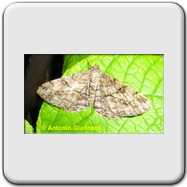 Geometridae - Semiothisa (Chiasma) galearia