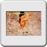 Geometridae - Selenia lunularia