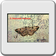 Geometridae - Peribatodes rhomboidarius