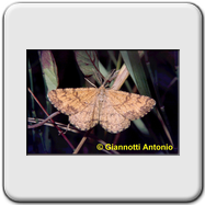 Geometridae - Ematurga atomaria