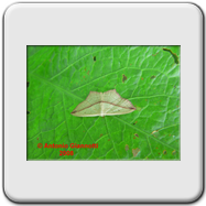 Geometridae - Timandra (Calothysanis) comae (f)