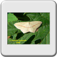 Geometridae - Timandra (Calothysanis) comae