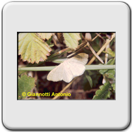 Geometridae - Lithostege farinata